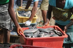 Young people working with fish from a Palm Trees CIC farming project